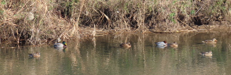 鳥取県倉吉市のイベント「【要予約】自然ウォッチング10 国府川の水鳥を見よう」のイメージ