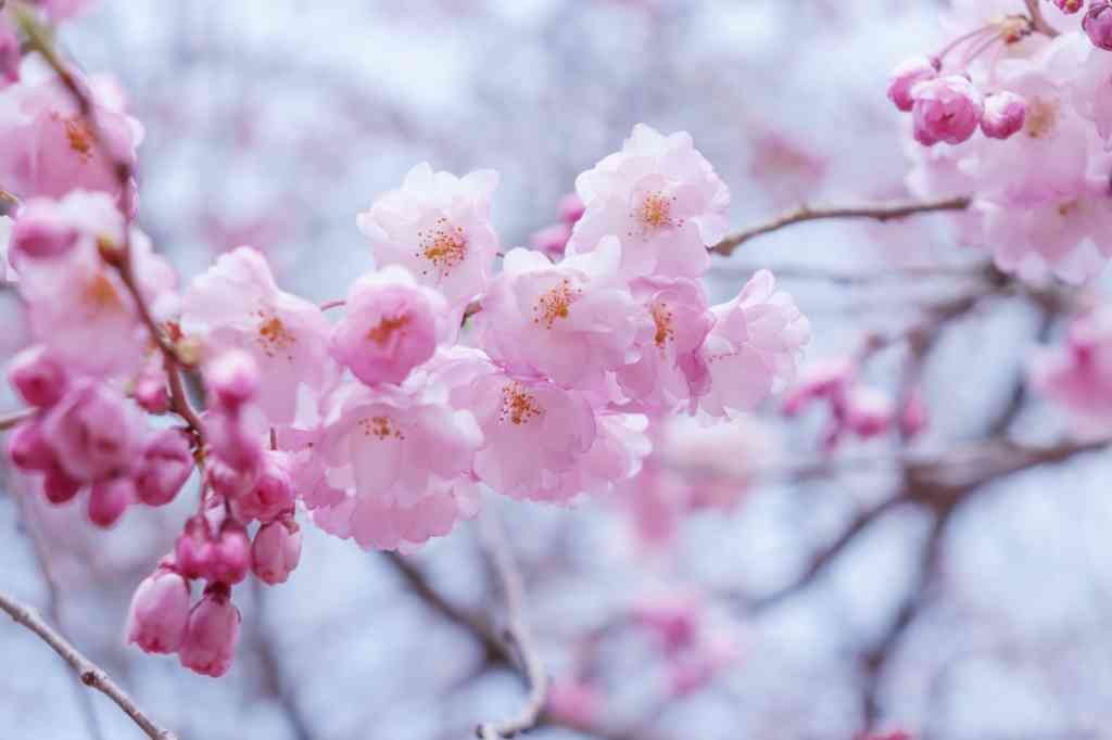 鳥取県西伯郡南部町のイベント「桜まつり」のイメージ