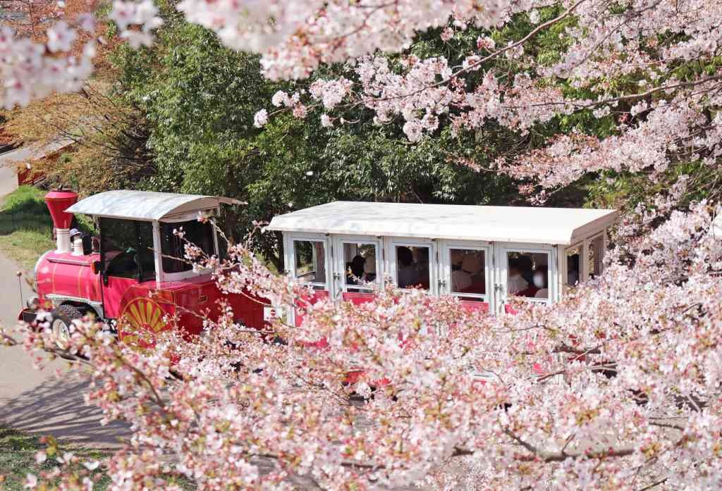 島根県西伯郡の桜・お花見イベント「桜まつり」の開催中の様子
