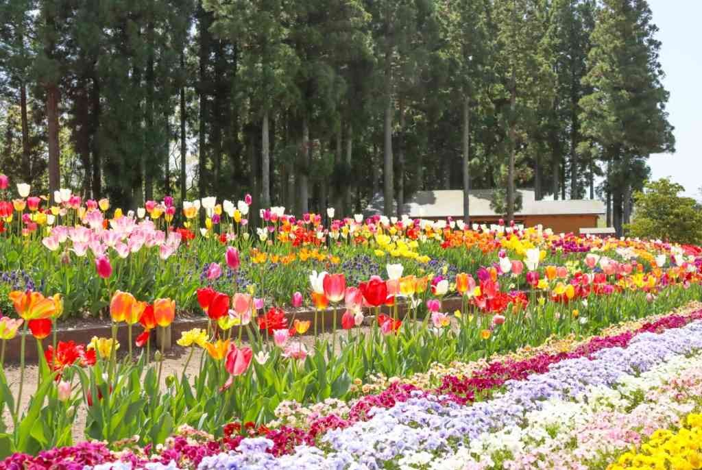 鳥取県西伯郡南部町のイベント「チューリップまつり」のイメージ