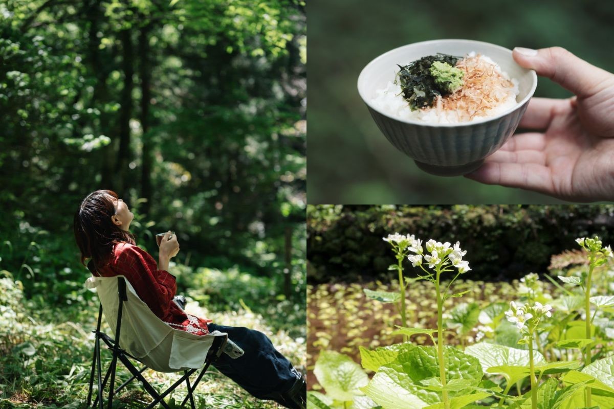 大田市「三瓶のわさび田」のイメージ