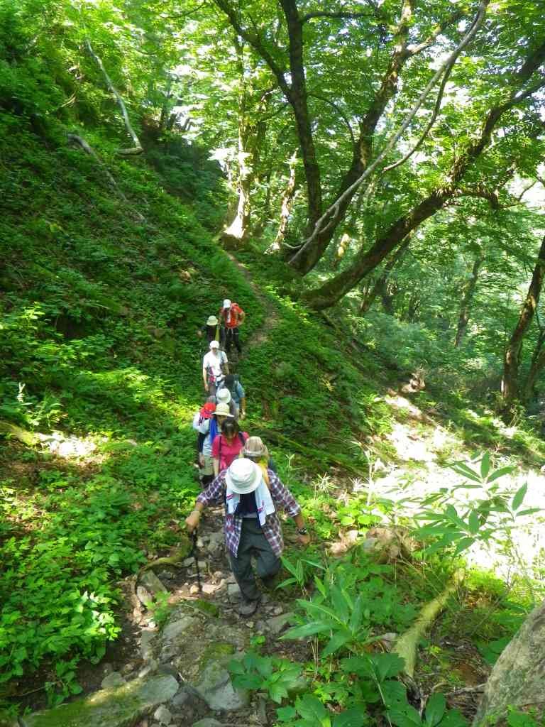 鳥取県八頭郡若桜町のイベント「【要予約】仙谷コースでの氷ノ山登山」のイメージ