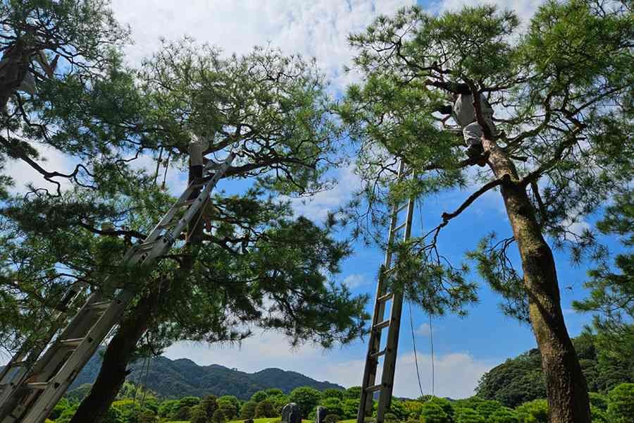 島根県安来市のイベント「赤松の剪定」のイメージ