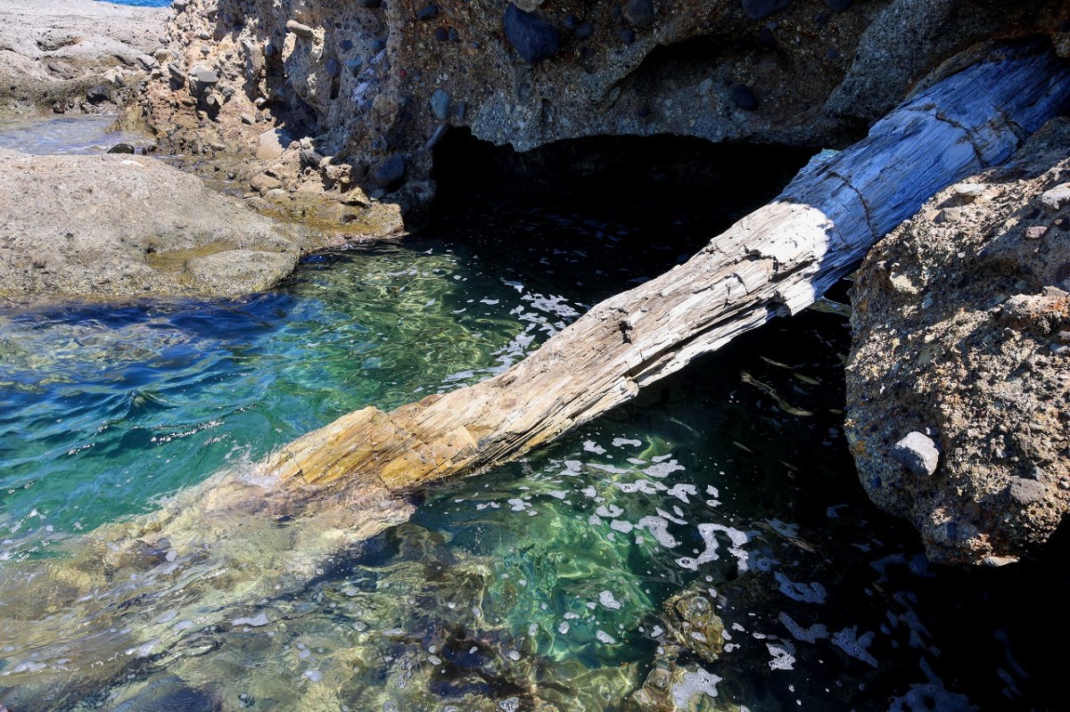 大田市「波根西海岸」にある樹木の化石