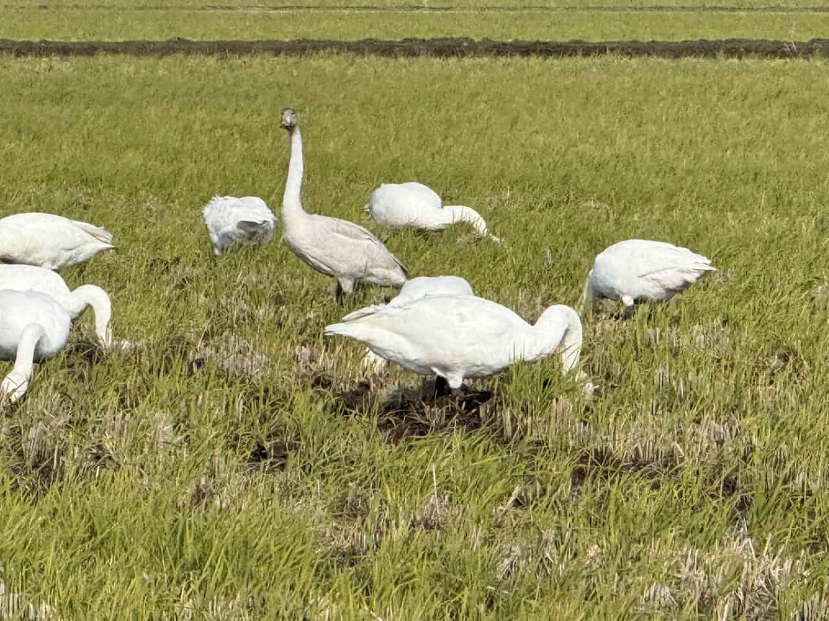 島根県松江市で見つけたハクチョウ