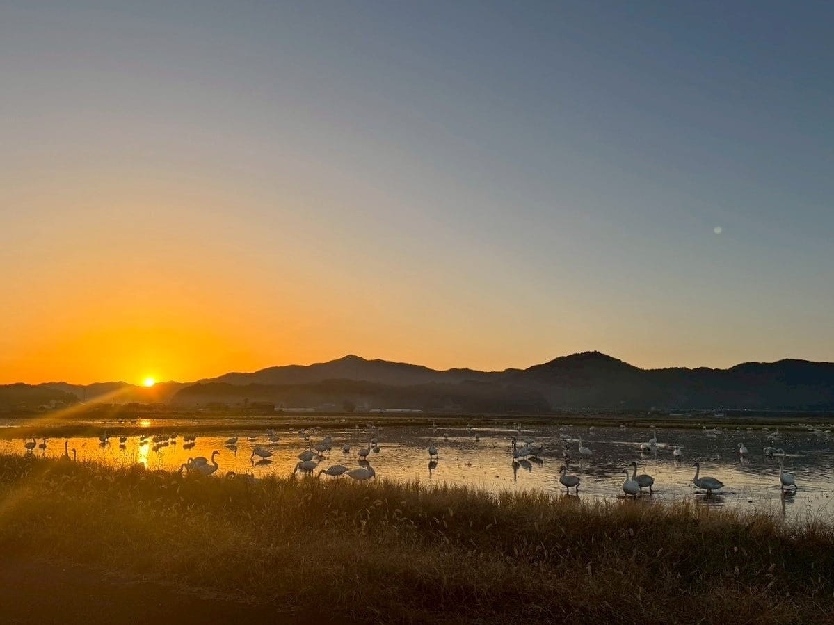 島根県安来市の「白鳥ロード」に飛来した白鳥の群れ