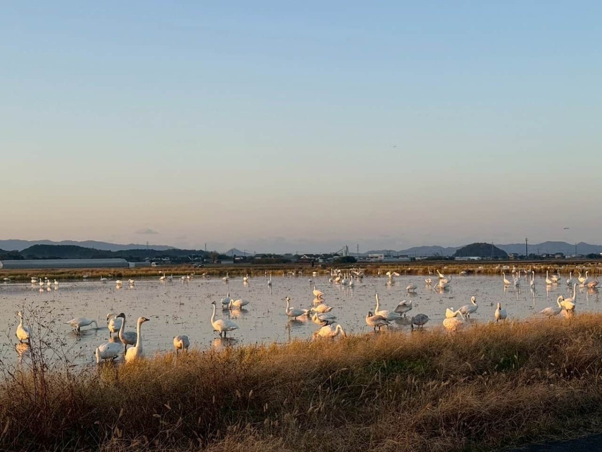 島根県安来市の「白鳥ロード」に飛来した白鳥の群れ