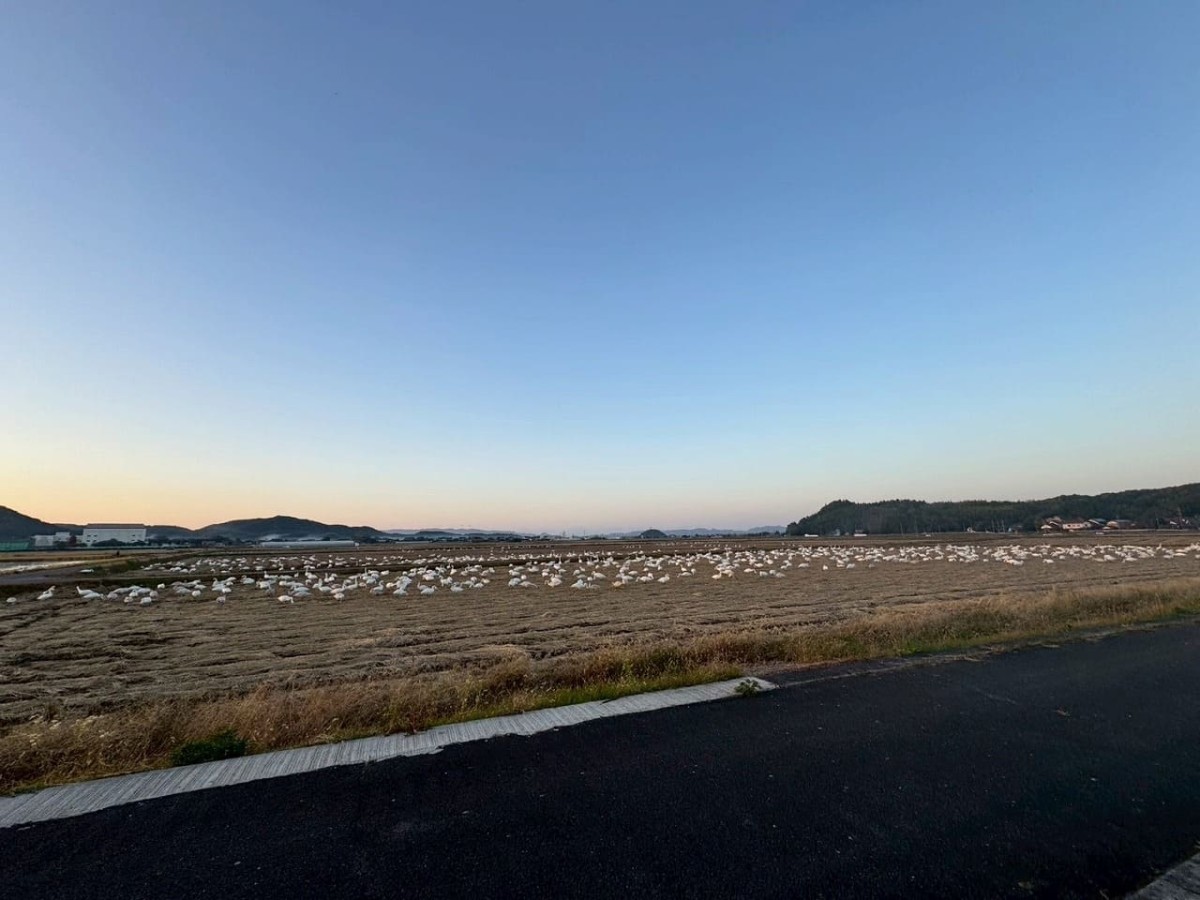 島根県安来市の「白鳥ロード」に飛来した白鳥の群れ
