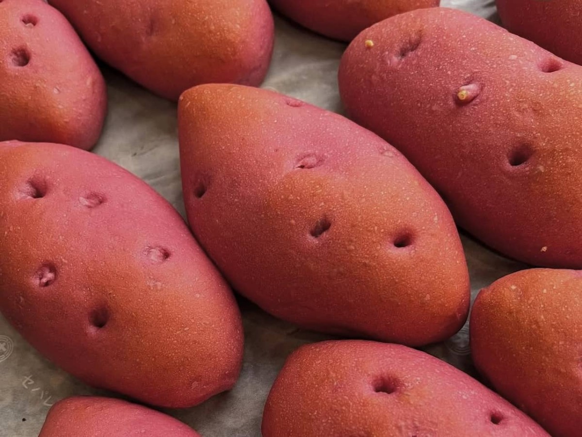 島根県松江市にある『PANTOGRAPH（パンタグラフ）』で販売している焼きいもを使用した「焼き芋クリームパン」