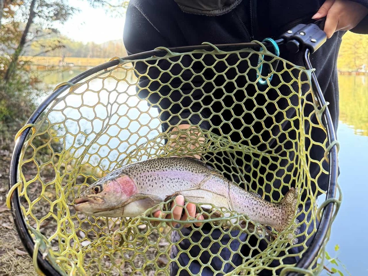 ラズダ編集部みのりんが管理釣り場で釣ったニジマス