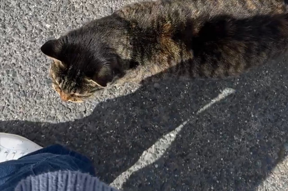 鳥取県境港市にある「おさかなロード」周辺にいたネコ