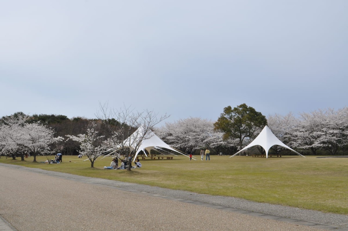 鳥取県西伯郡大山町にある『鳥取県立むきばんだ史跡公園』の桜の様子