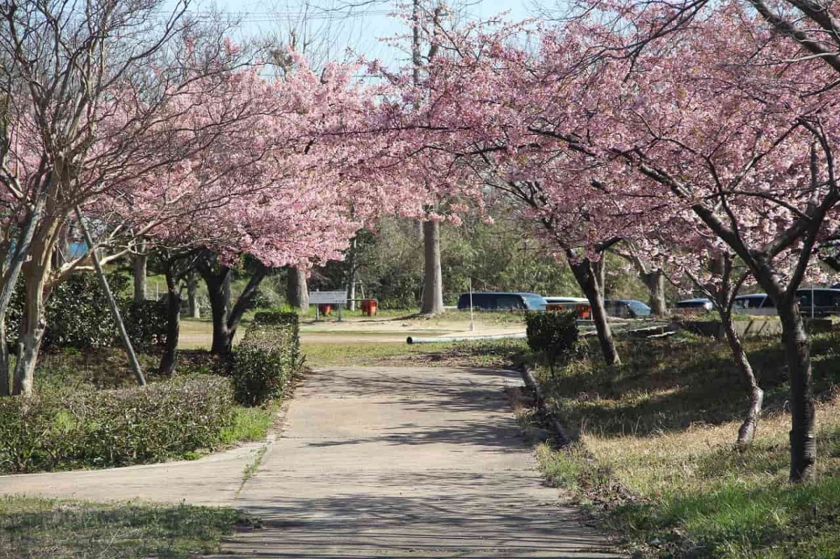 島根県松江市八束町にある『波入親水公園』の入口に咲く河津桜