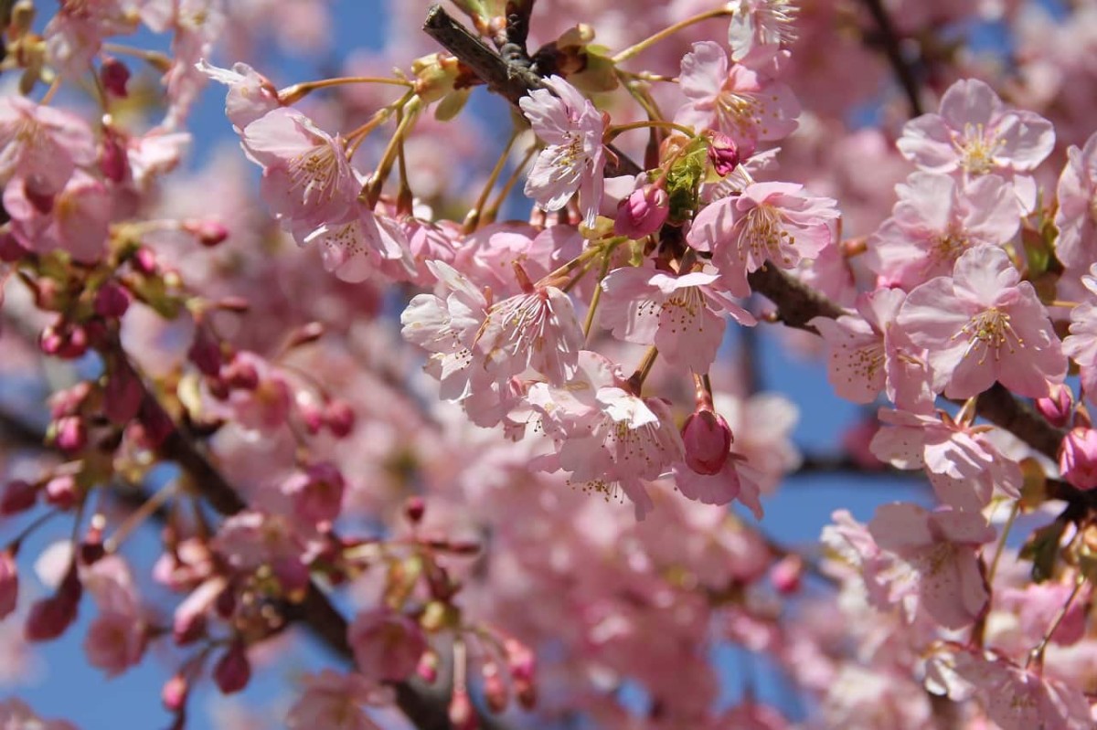 島根県松江市八束町にある『波入親水公園』の入口に咲く河津桜