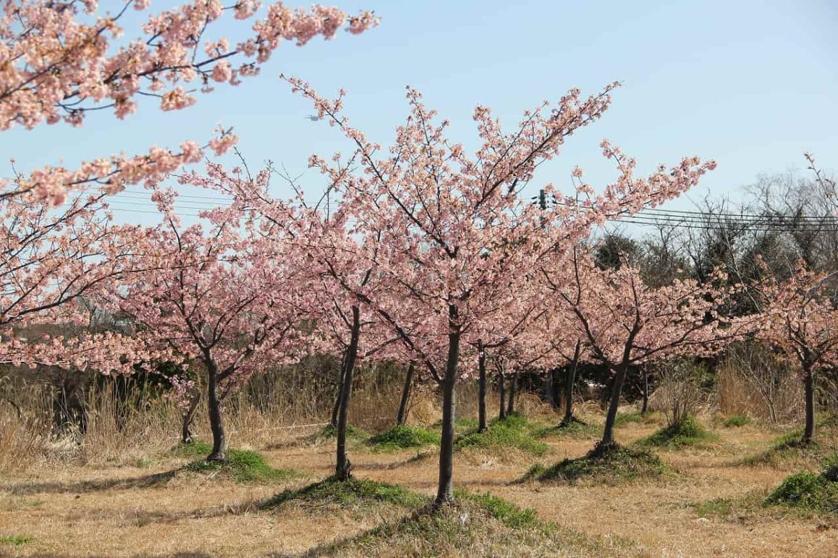 島根県松江市八束町にある『大根島千本桜花海道』近くの穴場お花見スポット