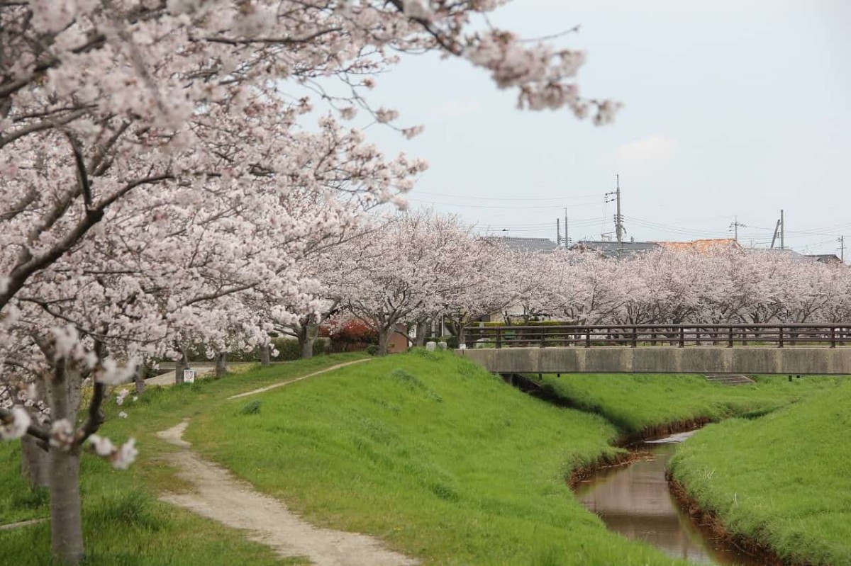 島根県出雲市斐川町の五右衛門川沿いの桜並木