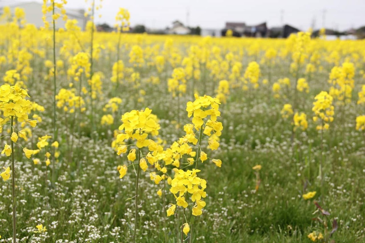 島根県出雲市斐川町にある菜の花畑で咲く菜の花とナズナ