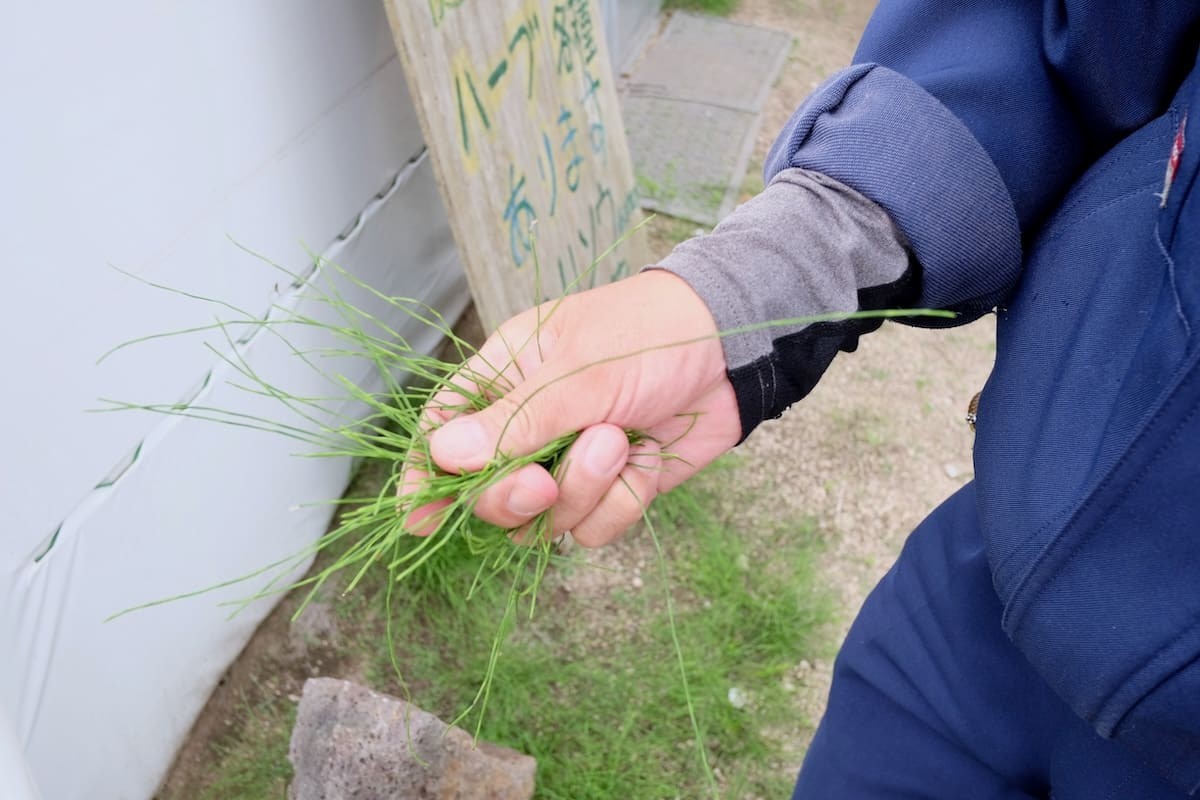 鳥取県境港市の手づくり健康茶『サンミサキ』のスギナ