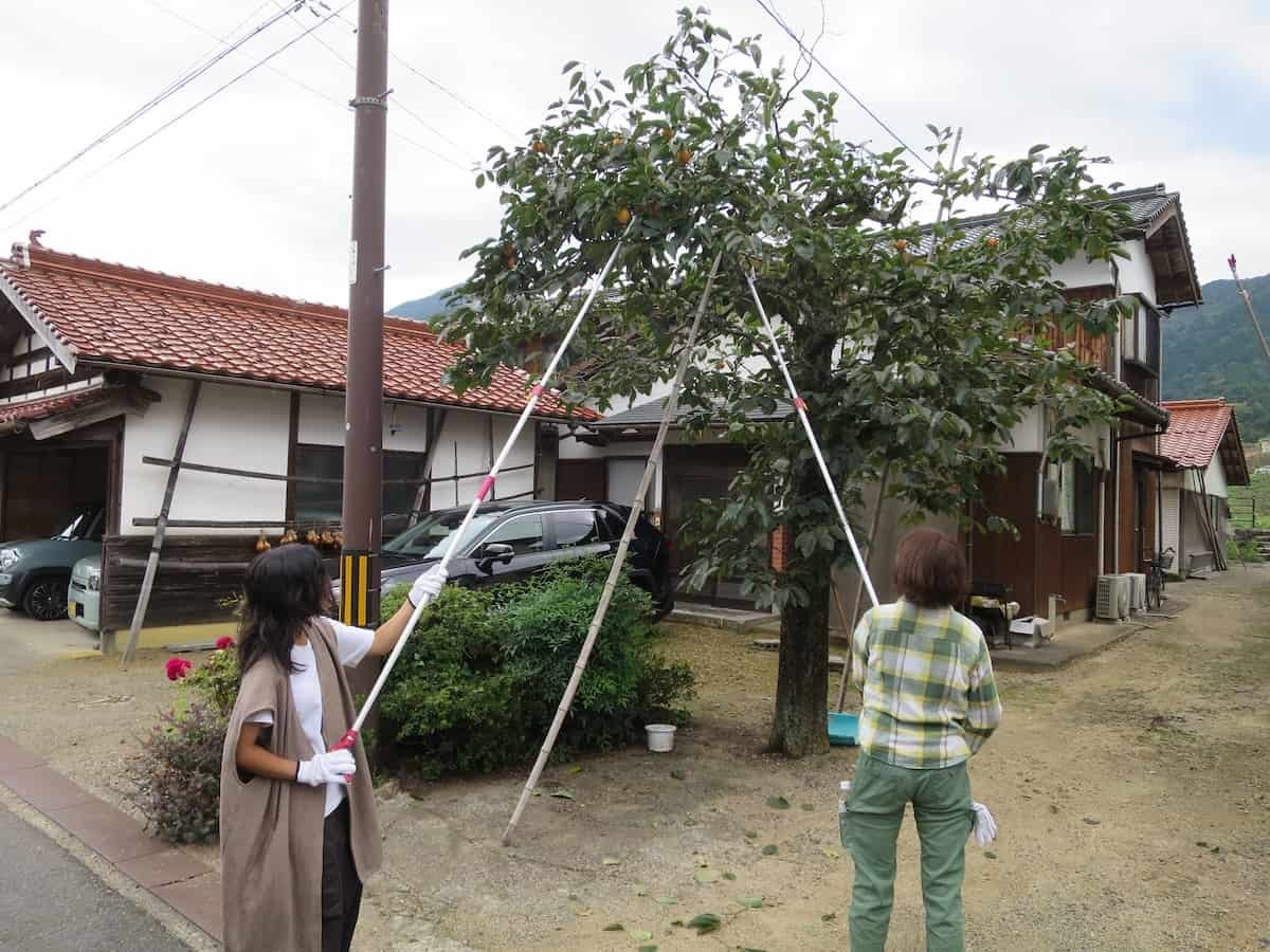 島根県鹿足郡津和野町で開催された「津和野とんぎりプロジェクト」の様子