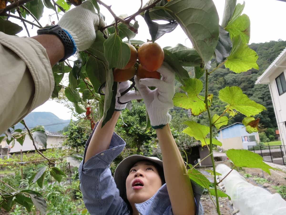 島根県鹿足郡津和野町で開催された「津和野とんぎりプロジェクト」の様子