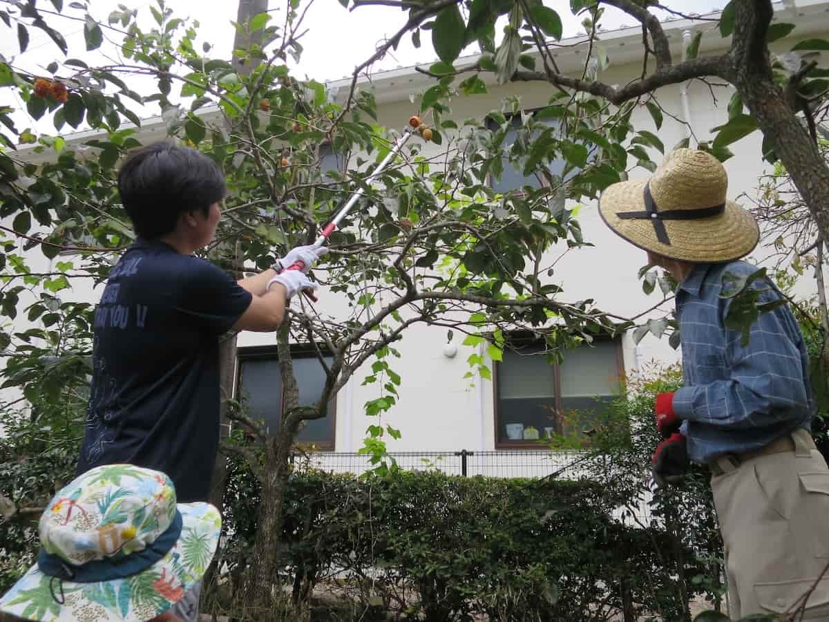 島根県鹿足郡津和野町で開催された「津和野とんぎりプロジェクト」の様子