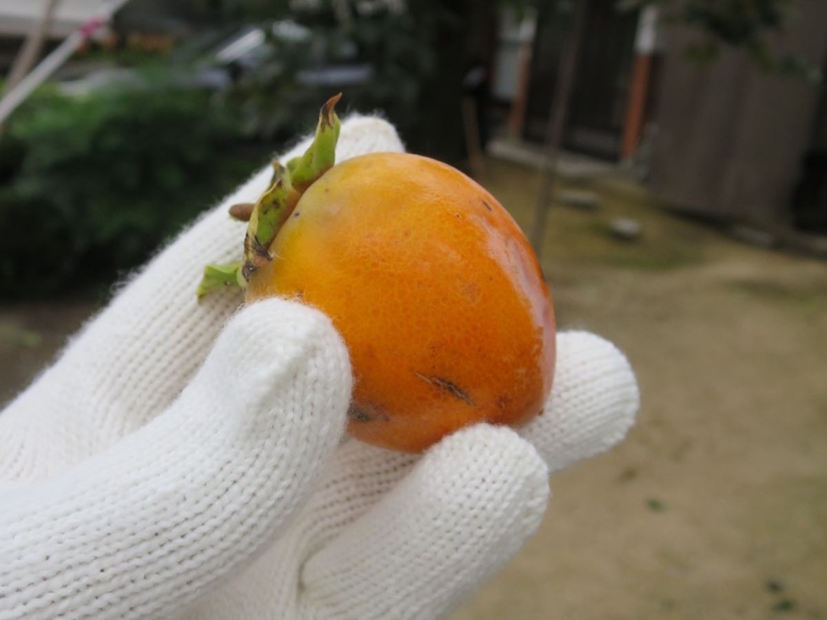 島根県鹿足郡津和野町で開催された「津和野とんぎりプロジェクト」の様子