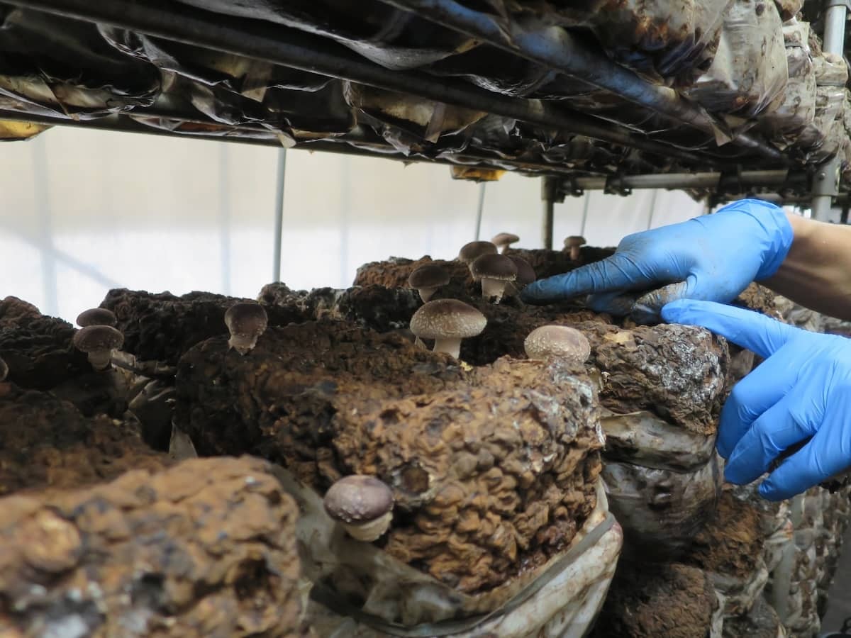 島根県出雲市にある『もっちゃんFARM』のハウス内にあるしいたけ