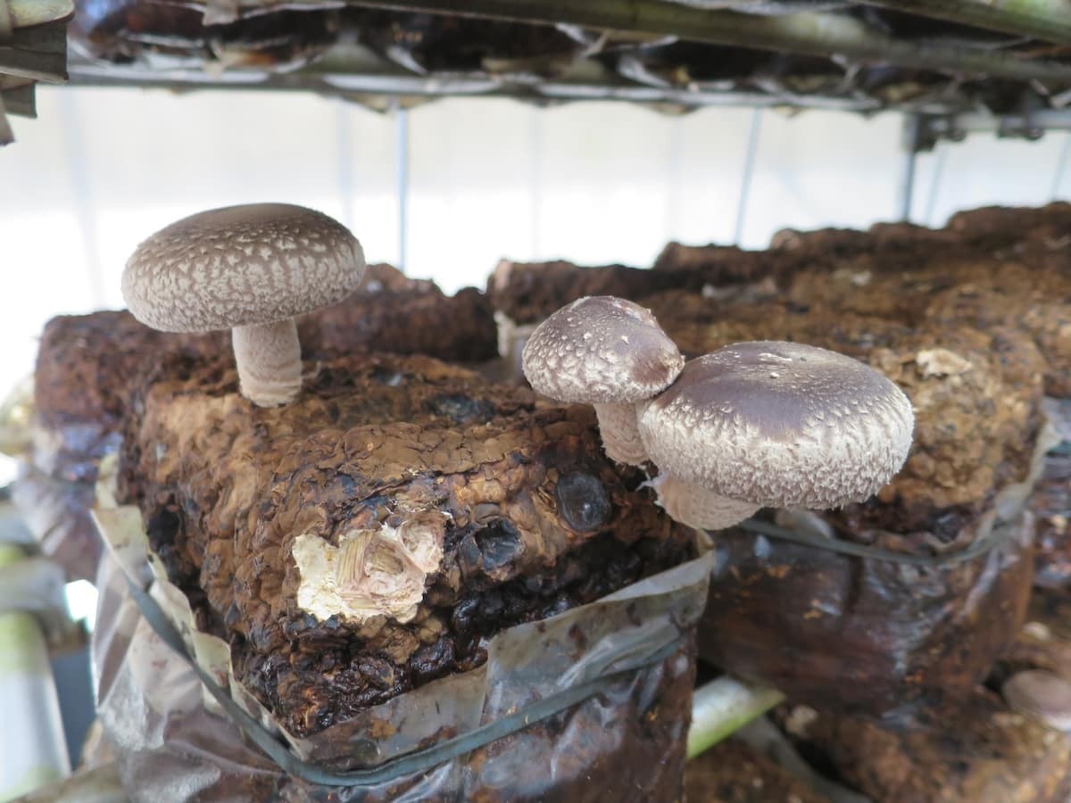 島根県出雲市にある『もっちゃんFARM』のハウス内にあるしいたけ