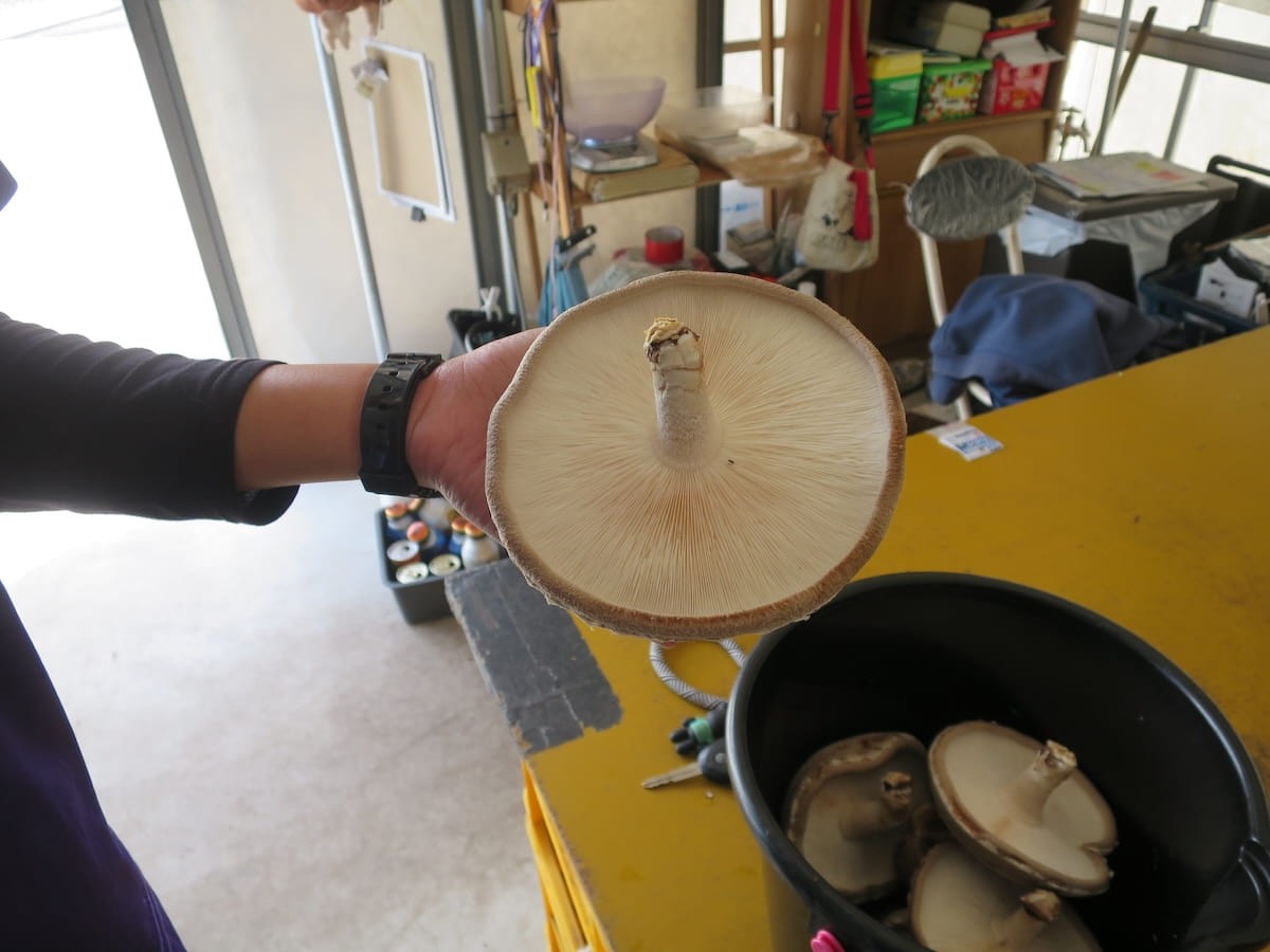 島根県出雲市にある『もっちゃんFARM』のしいたけ