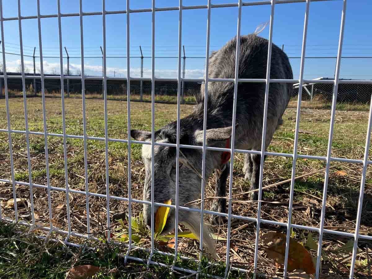 鳥取県米子市『とっとり自然環境館』にいるヤギさん