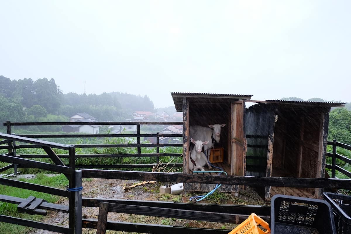 島根県松江市にあるそば屋『石臼挽き十割そば 雅月』の外にいるヤギ