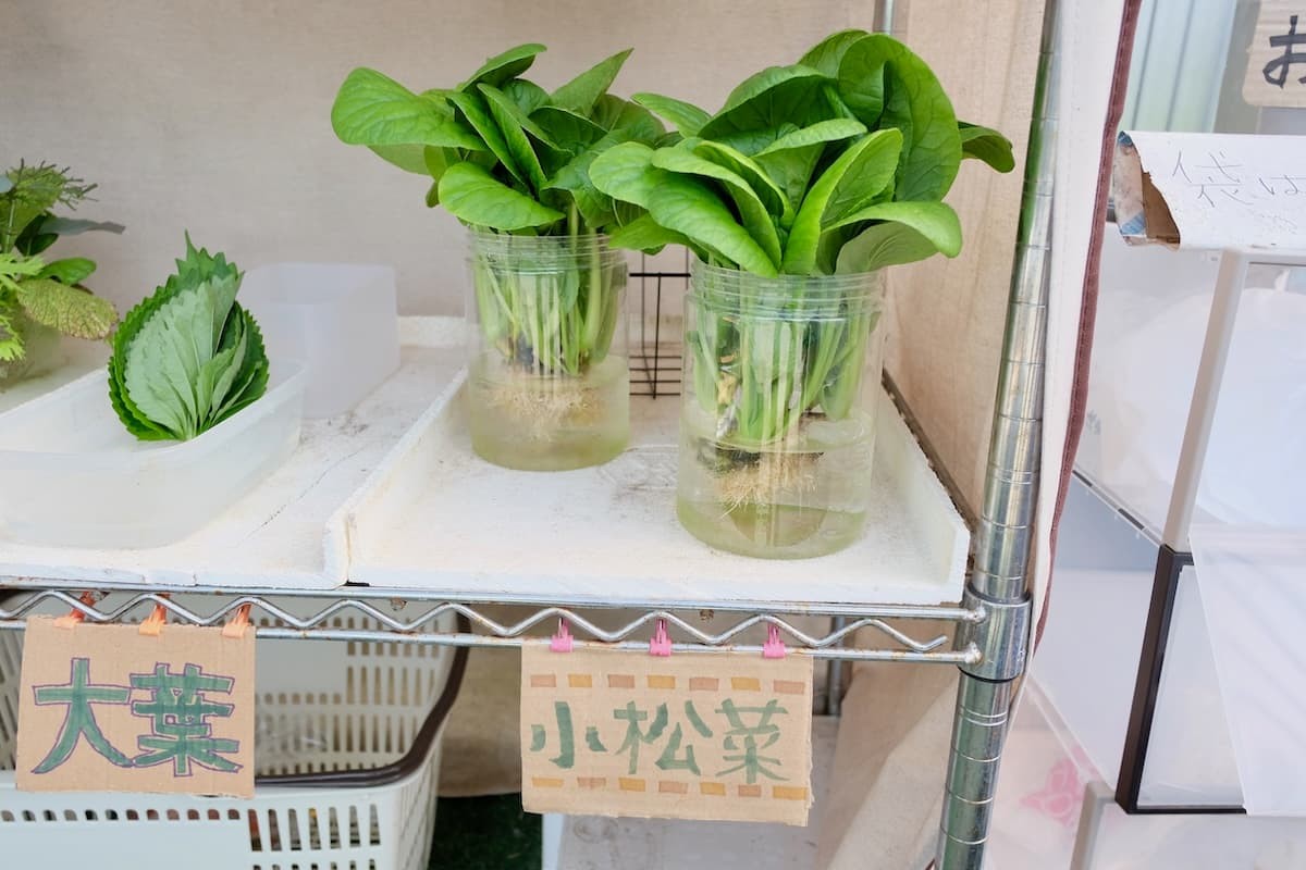 鳥取県境港市芝町にある野菜直売所の「小松菜」