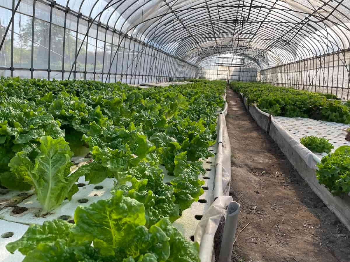 鳥取県境港市芝町にある野菜直売所の様子