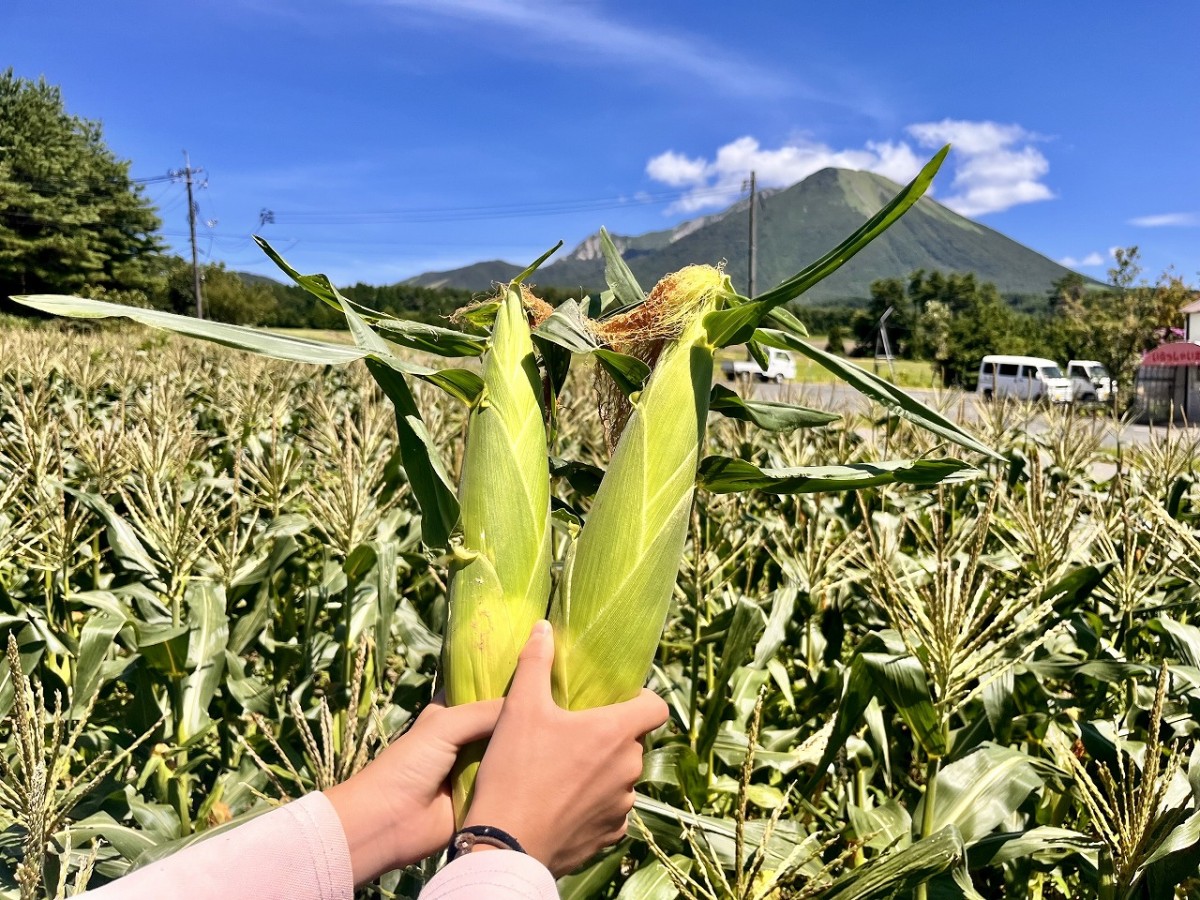 鳥取県大山町にあるファーム『エムグリーン』での「とうもろこし狩り体験」