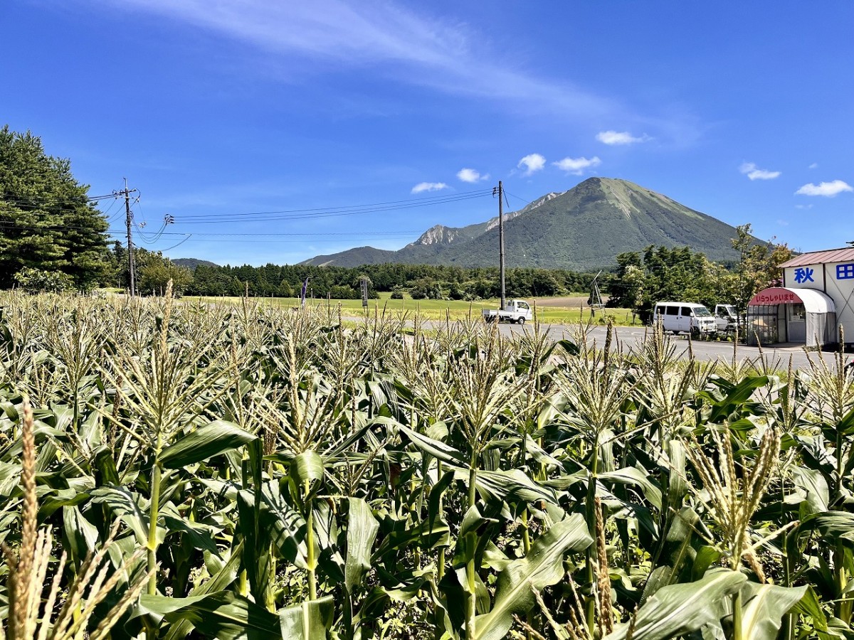 鳥取県大山町にあるファーム『エムグリーン』での「とうもろこし狩り体験」の様子