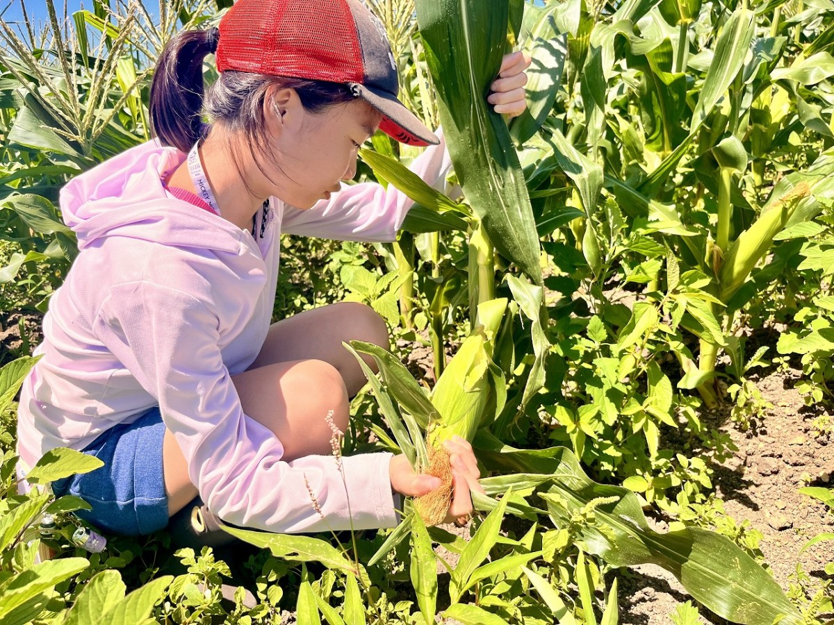 鳥取県大山町にあるファーム『エムグリーン』での「とうもろこし狩り体験」の様子