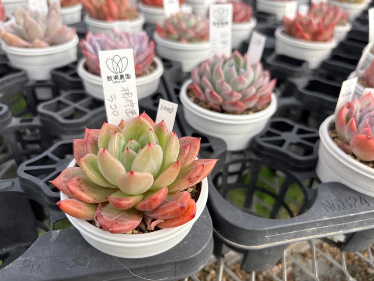 出雲市平田町の『飯塚農園』の多肉植物
