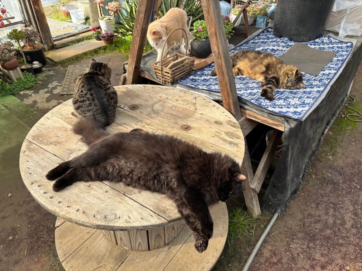 出雲市平田町の『飯塚農園』の猫