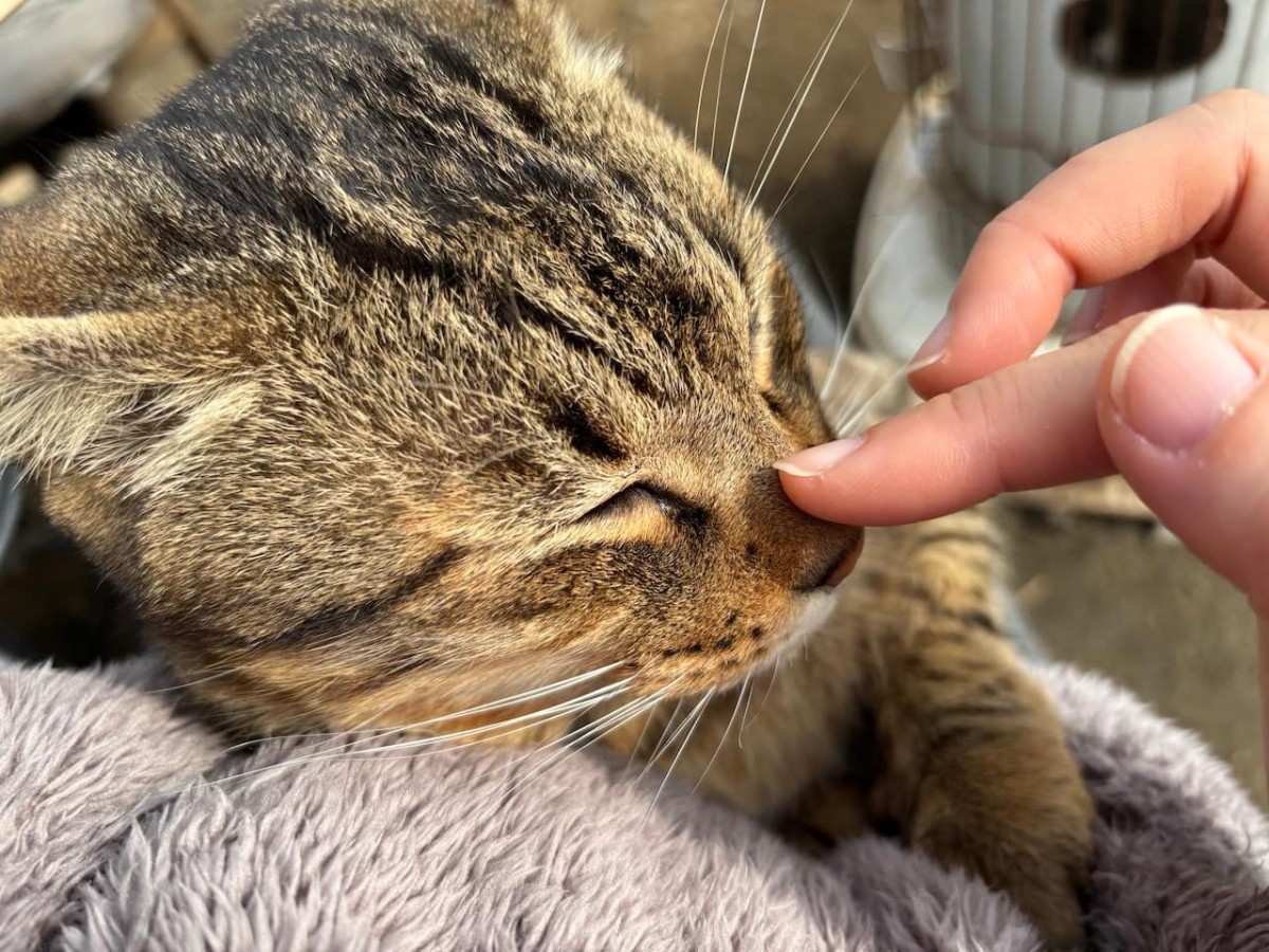 出雲市平田町の『飯塚農園』の猫