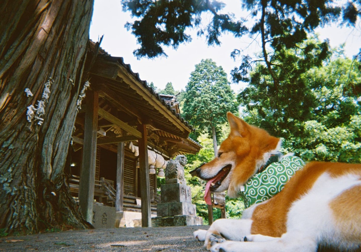 島根県大田市大森町にある城上神社