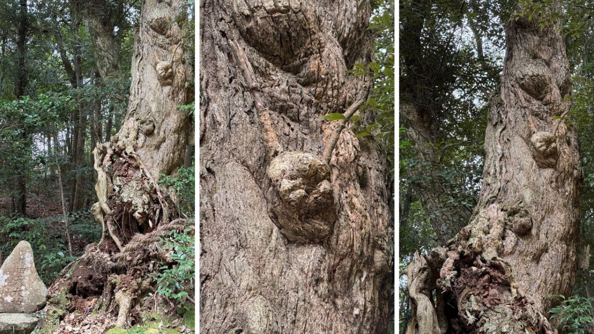 島根県益田市にある「万葉公園」内の猿田彦大神の木