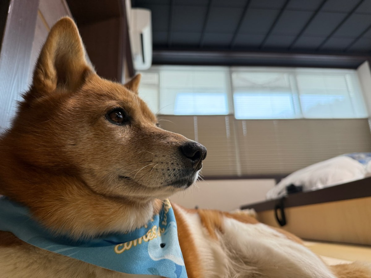 島根県出雲市にあるペット同伴OKの温泉旅館「四季荘」の客室