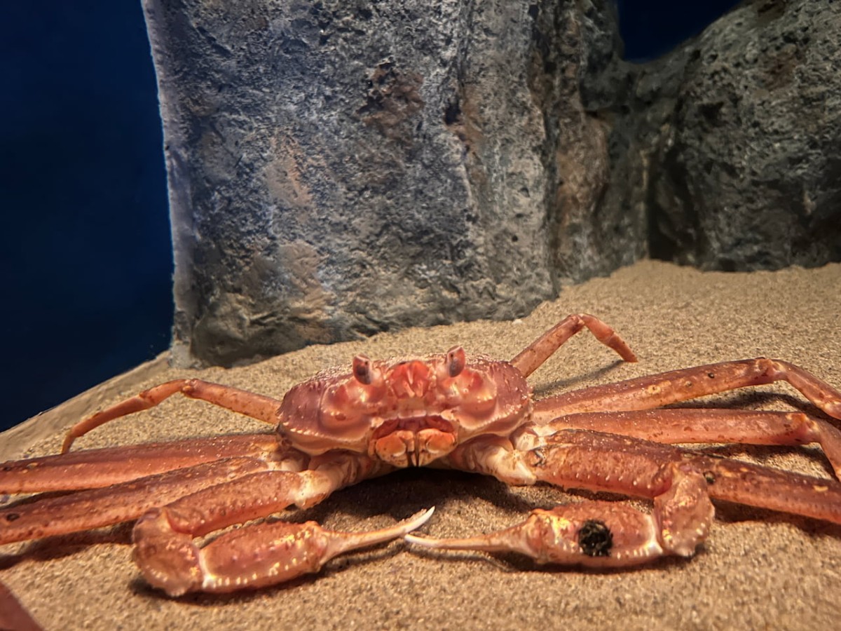 島根県浜田市にある水族館『アクアス』神話の海ゾーン　深海生物