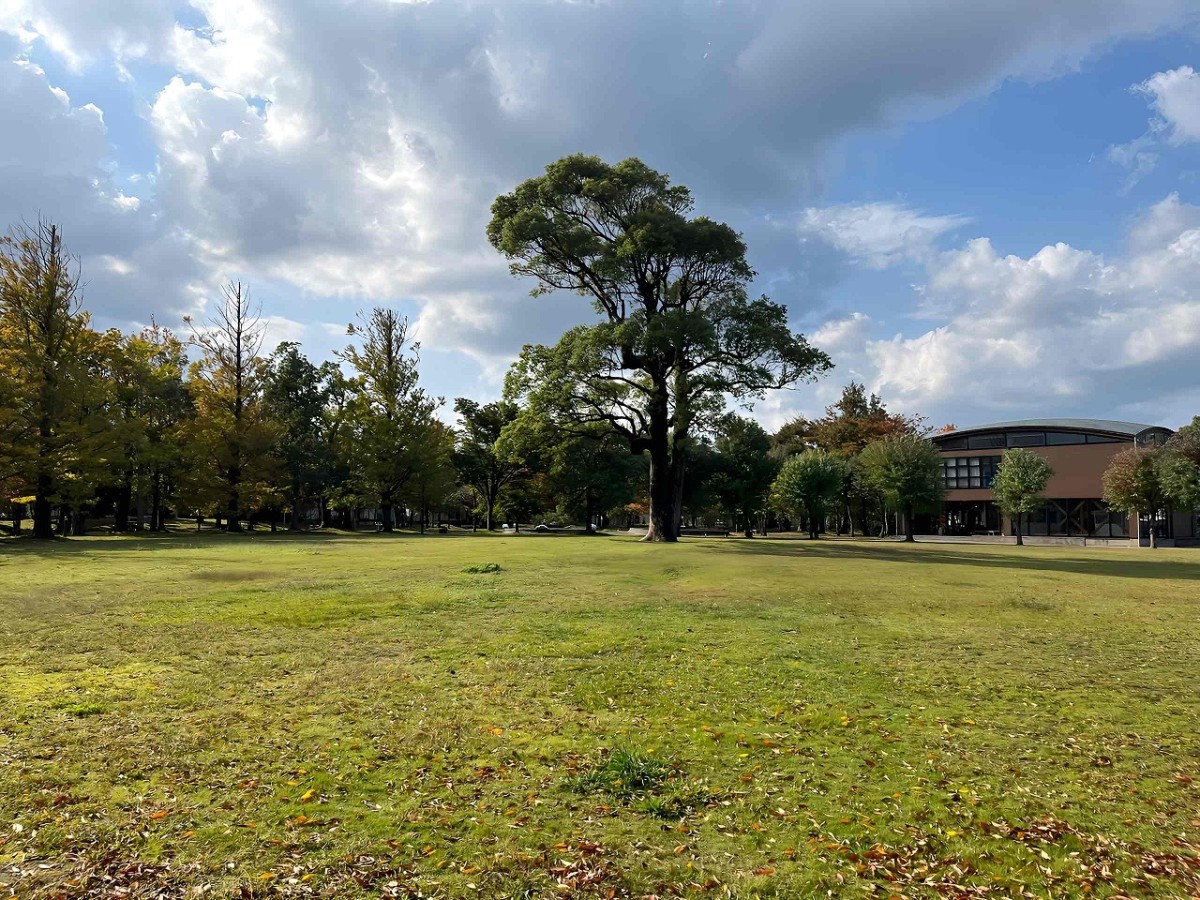 島根県出雲市大津町にある『くすのき広場』の芝生広場の一本の木