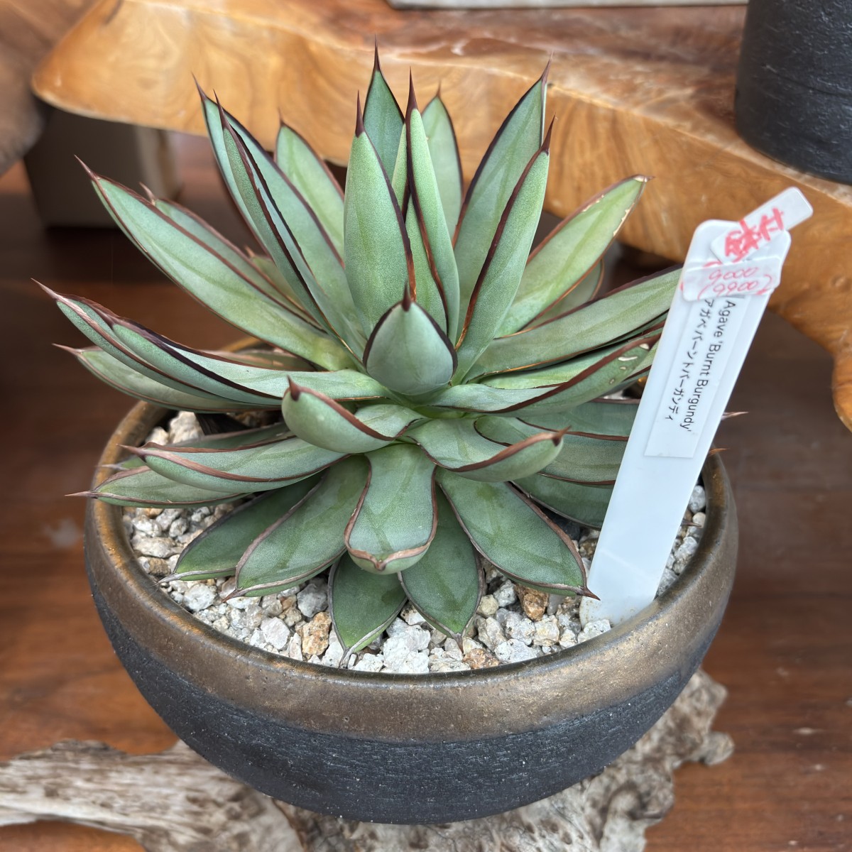 島根県出雲市知井宮町の植物販売店『GLOBAL GOOD GARDEN』のアガベ