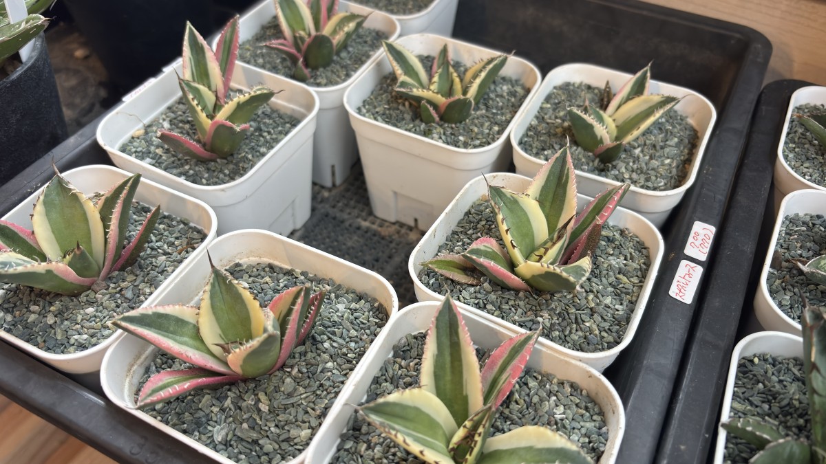 島根県出雲市知井宮町の植物販売店『GLOBAL GOOD GARDEN』の小ぶりなアガベ