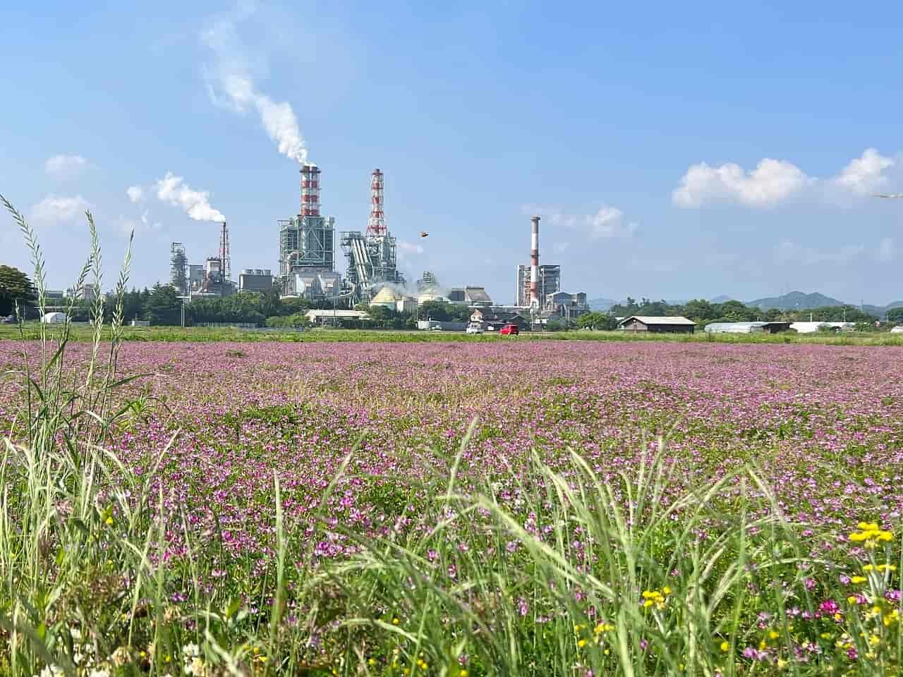 工場と れんげの花畑 実は働きもの花 山陰フォト散歩 日刊lazuda ラズダ 島根 鳥取を知る 見る 食べる 遊ぶ 暮らすwebマガジン