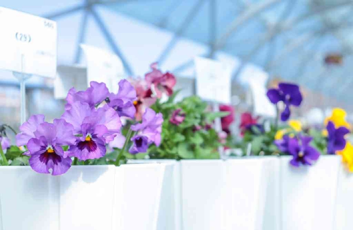 画像がありません